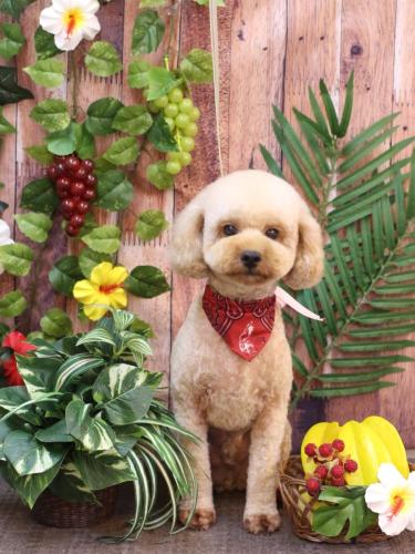 20230809モナカくん